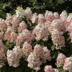 Hortenzia metlinatá (Hydrangea paniculata) ´VANILLE FRAISE´® - výška 40-60 cm, kont. C2L